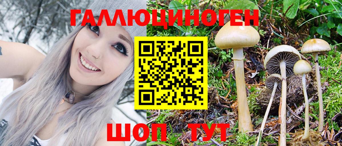 Галлюциногенные грибы Psilocybine cubensis Полевской